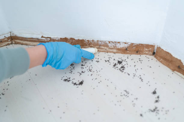 Best Pest Prevention Services  in Holt, MI